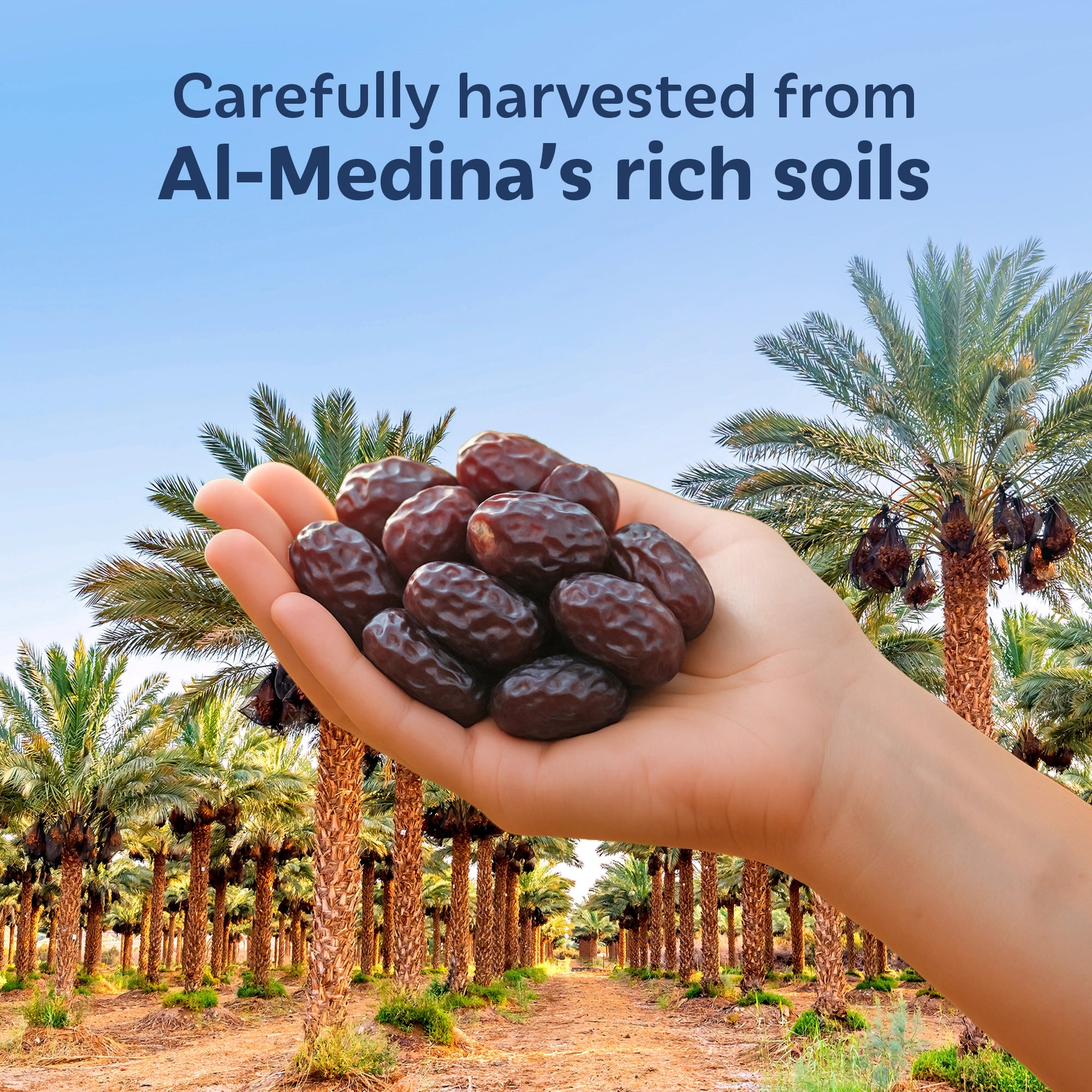 SOULLY SIGNATURE SAFAWI DATES