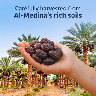 SOULLY SIGNATURE SAFAWI DATES